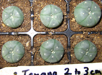 L.Williamsii var. texana 2 to 3cm (six plants)